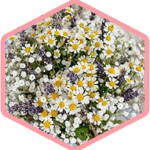 6e142f814da46c2f4ea4f89627a16cd6